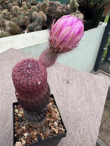 Echinocereus rigidissimus rubispinus